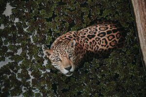 A jaguar swimming among water plants in Manaus, showcasing the wild beauty of the Amazon rainforest.